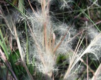 andropogon ternarius seed d.jpg